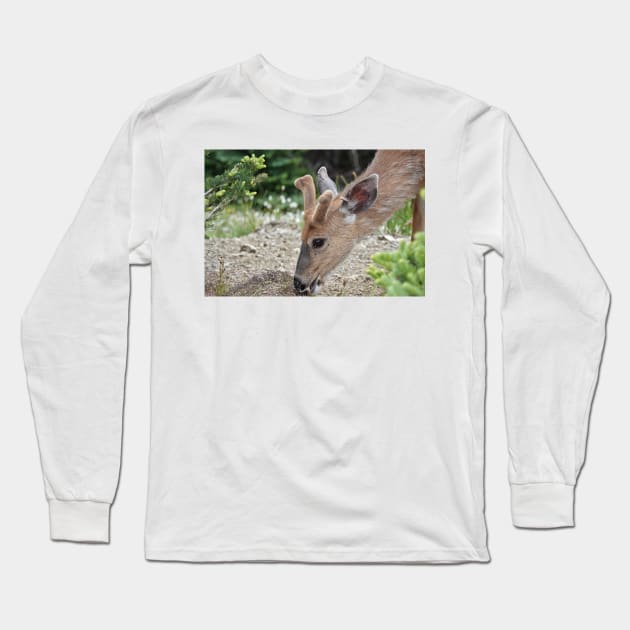 Wild black-tailed deer Long Sleeve T-Shirt by SDym Photography